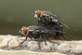 mating-flies-15885625